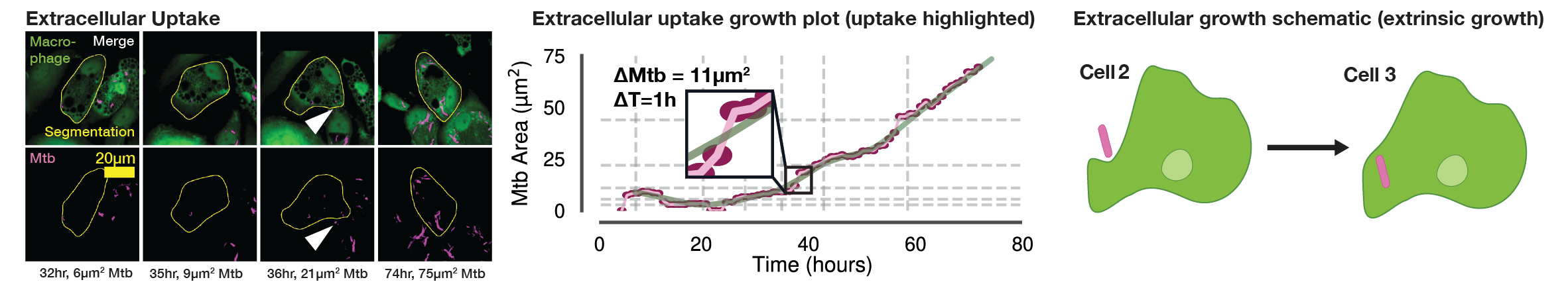 Supplementary Figure S1B